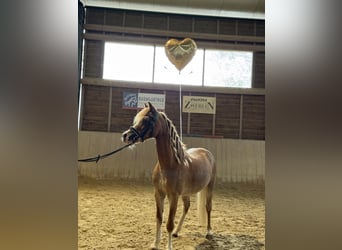 Weitere Ponys/Kleinpferde, Wallach, 10 Jahre, 110 cm, Fuchs