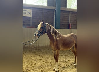 Weitere Ponys/Kleinpferde, Wallach, 10 Jahre, 110 cm, Fuchs