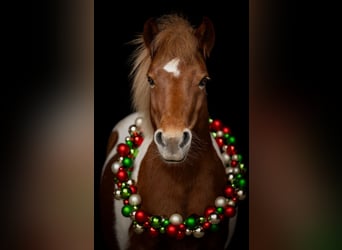 Weitere Ponys/Kleinpferde, Wallach, 10 Jahre, 111 cm, Schecke