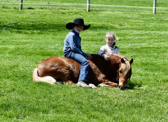 Weitere Ponys/Kleinpferde, Wallach, 10 Jahre, 112 cm, Dunkelfuchs