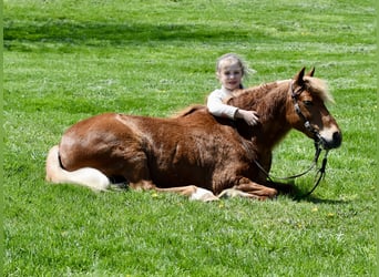 Weitere Ponys/Kleinpferde, Wallach, 10 Jahre, 112 cm, Dunkelfuchs