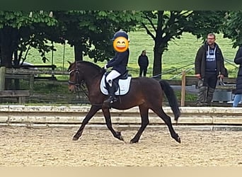 Weitere Ponys/Kleinpferde Mix, Wallach, 10 Jahre, 122 cm, Brauner