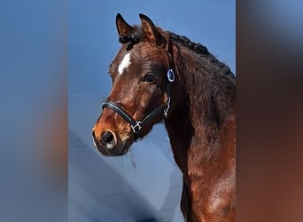 Weitere Ponys/Kleinpferde Mix, Wallach, 10 Jahre, 122 cm, Brauner