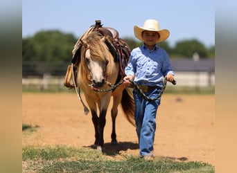 Weitere Ponys/Kleinpferde, Wallach, 10 Jahre, 122 cm, Buckskin