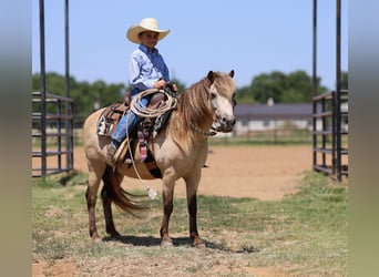 Weitere Ponys/Kleinpferde, Wallach, 10 Jahre, 122 cm, Buckskin