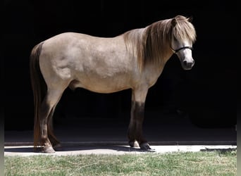 Weitere Ponys/Kleinpferde, Wallach, 10 Jahre, 122 cm, Buckskin