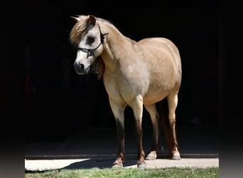 Weitere Ponys/Kleinpferde, Wallach, 10 Jahre, 122 cm, Buckskin