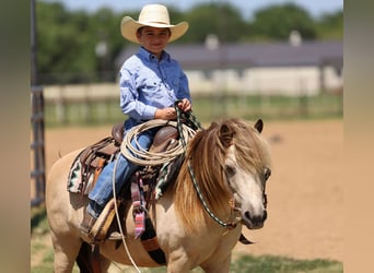 Weitere Ponys/Kleinpferde, Wallach, 10 Jahre, 122 cm, Buckskin