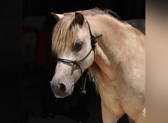 Weitere Ponys/Kleinpferde, Wallach, 10 Jahre, 122 cm, Buckskin