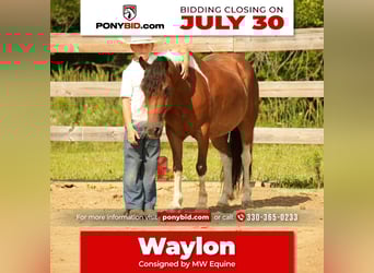 Weitere Ponys/Kleinpferde, Wallach, 10 Jahre, 122 cm