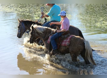 Weitere Ponys/Kleinpferde, Wallach, 10 Jahre, 124 cm, Apfelschimmel