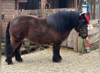 Weitere Ponys/Kleinpferde, Wallach, 10 Jahre, 126 cm, Brauner