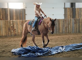 Weitere Ponys/Kleinpferde, Wallach, 10 Jahre, 130 cm, Falbe