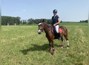Weitere Ponys/Kleinpferde, Wallach, 10 Jahre, 134 cm, Brauner