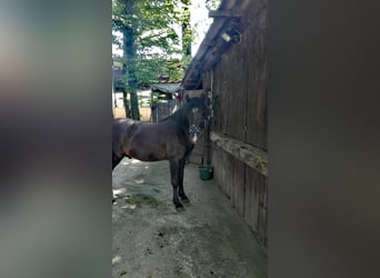 Weitere Ponys/Kleinpferde Mix, Wallach, 10 Jahre, 137 cm, Brauner