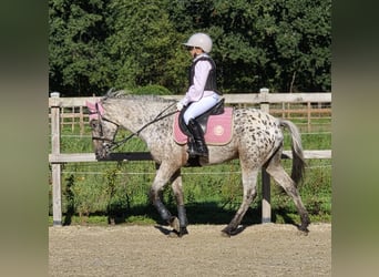 Weitere Ponys/Kleinpferde Mix, Wallach, 10 Jahre, 137 cm, Tigerschecke