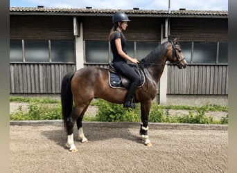 Weitere Ponys/Kleinpferde, Wallach, 10 Jahre, 138 cm, Brauner