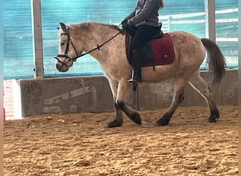 Weitere Ponys/Kleinpferde, Wallach, 10 Jahre, 139 cm, Tigerschecke