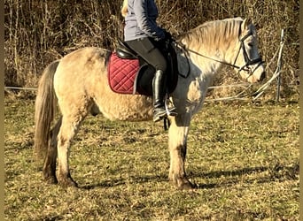 Weitere Ponys/Kleinpferde, Wallach, 10 Jahre, 139 cm, Tigerschecke