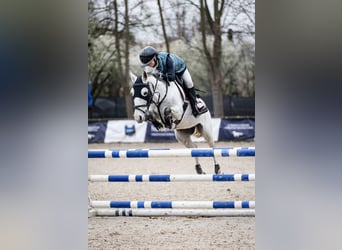 Weitere Ponys/Kleinpferde Mix, Wallach, 10 Jahre, 140 cm, Schimmel