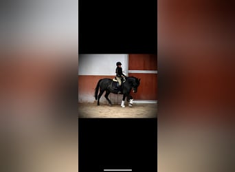 Weitere Ponys/Kleinpferde, Wallach, 10 Jahre, 143 cm, Rappe