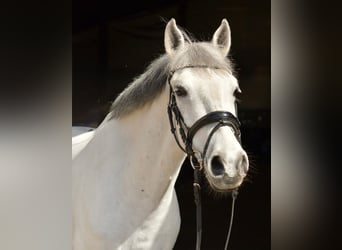 Weitere Ponys/Kleinpferde, Wallach, 10 Jahre, 145 cm, Schimmel