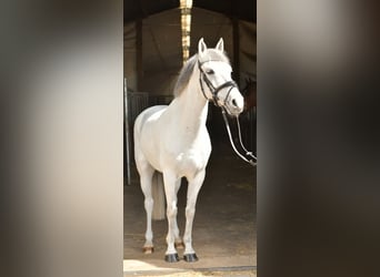 Weitere Ponys/Kleinpferde, Wallach, 10 Jahre, 145 cm, Schimmel