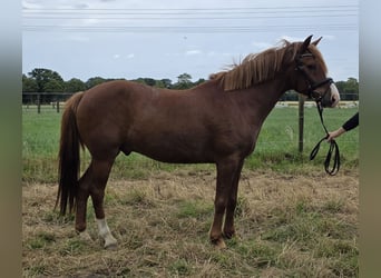 Weitere Ponys/Kleinpferde, Wallach, 10 Jahre, 148 cm, Fuchs