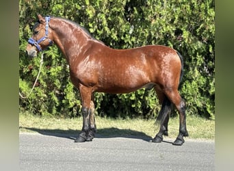 Weitere Ponys/Kleinpferde, Wallach, 10 Jahre, 151 cm, Brauner