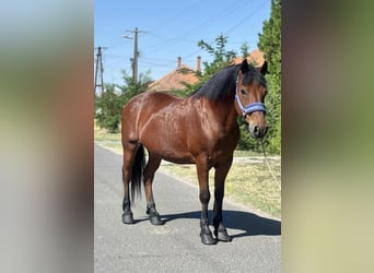 Weitere Ponys/Kleinpferde, Wallach, 10 Jahre, 151 cm, Brauner