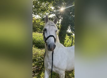 Weitere Ponys/Kleinpferde Mix, Wallach, 10 Jahre, 154 cm, Schimmel