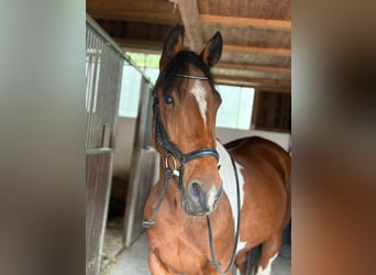 Weitere Ponys/Kleinpferde, Wallach, 10 Jahre, 155 cm, Schecke