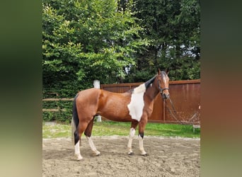 Weitere Ponys/Kleinpferde, Wallach, 10 Jahre, 155 cm, Schecke