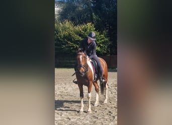 Weitere Ponys/Kleinpferde, Wallach, 10 Jahre, 155 cm, Schecke