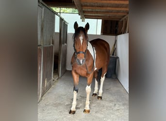 Weitere Ponys/Kleinpferde, Wallach, 10 Jahre, 155 cm, Schecke