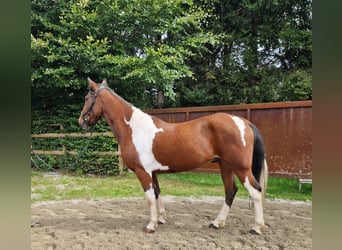 Weitere Ponys/Kleinpferde, Wallach, 10 Jahre, 155 cm, Schecke
