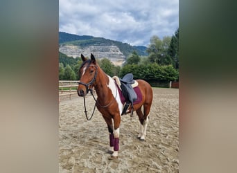 Weitere Ponys/Kleinpferde, Wallach, 10 Jahre, 155 cm, Schecke