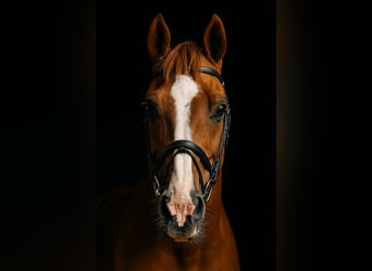Weitere Ponys/Kleinpferde, Wallach, 10 Jahre, 160 cm, Fuchs