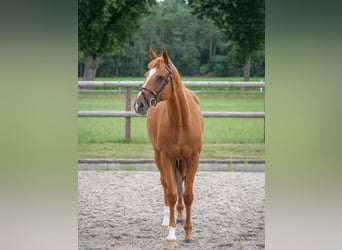 Weitere Ponys/Kleinpferde, Wallach, 10 Jahre, 160 cm, Fuchs