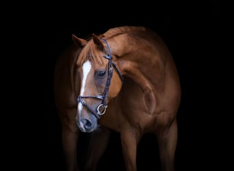 Weitere Ponys/Kleinpferde, Wallach, 10 Jahre, 160 cm, Fuchs