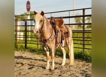 Weitere Ponys/Kleinpferde, Wallach, 10 Jahre, 86 cm, Roan-Red