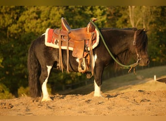 Weitere Ponys/Kleinpferde, Wallach, 10 Jahre, 86 cm, Schecke