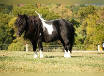 Weitere Ponys/Kleinpferde, Wallach, 10 Jahre, 86 cm, Schecke