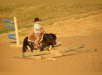 Weitere Ponys/Kleinpferde, Wallach, 10 Jahre, 86 cm, Schecke