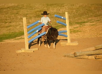Weitere Ponys/Kleinpferde, Wallach, 10 Jahre, 86 cm, Schecke