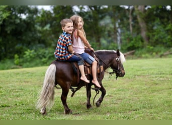 Weitere Ponys/Kleinpferde, Wallach, 10 Jahre, 89 cm, Palomino