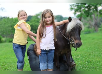 Weitere Ponys/Kleinpferde, Wallach, 10 Jahre, 89 cm, Palomino