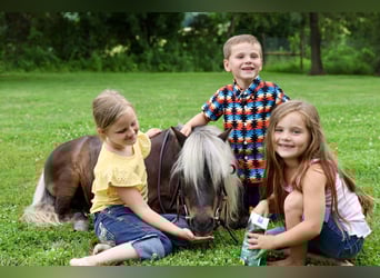 Weitere Ponys/Kleinpferde, Wallach, 10 Jahre, 89 cm, Palomino