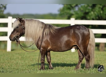 Weitere Ponys/Kleinpferde, Wallach, 10 Jahre, 89 cm, Palomino