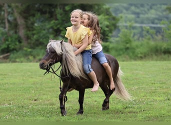 Weitere Ponys/Kleinpferde, Wallach, 10 Jahre, 89 cm, Palomino